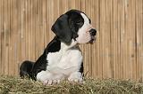 DOGUE ALLEMAND 612